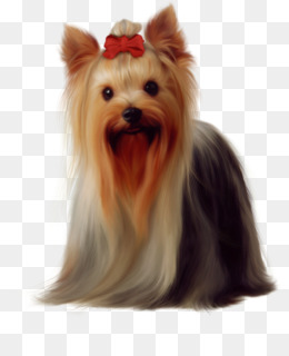 Yorkshire Terrier Sibirya Husky Biewer Terrier Yavrusu Maltese Kopek Yorkshire Terrier Seffaf Png Goruntusu