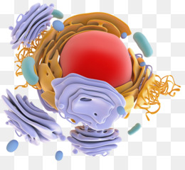 Model Yapi Png Indir Ucretsiz Protein Sentezi Ribozom Proteini Hedef Antikor Protein Yapisi Modeli Seffaf Png Goruntusu