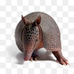 Tatu Png Indir Ucretsiz Armadillo Peccary Karasal Hayvan Burnu Digerleri Seffaf Png Goruntusu