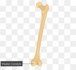 Femur Medial Kondil png indir ücretsiz Humerus femur Medial