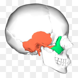 Lateral Pterygoid Kas Png Indir Ucretsiz Sfenoid Cigneme Lateral Pterygoid Kas Medial Pterygoid Kas Kokenli Ve Ekleme Pterygoid Kas Islemler Digerleri Seffaf Png Goruntusu