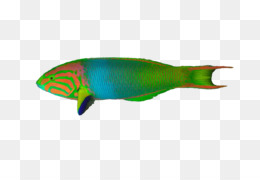 Wrasse Aquarium Ray Kanatli Baliklar Kucuk Resim Tuzlu Su Baliklari Akya Seffaf Png Goruntusu