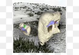 Deniz Surungen Png Indir Ucretsiz Pterodaustro Yaygin Olarak Kretase Dsungaripterus Pteranodon Dinosaur Deniz Surungen Seffaf Png Goruntusu