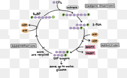 Calvin Dongusu Png Indir Ucretsiz Calvin Dongusu Karbon Dioksit Isik Bagimsiz Reaksiyonlar Karbon Fiksasyon Fotosentez Calvin Dongusu Benzersiz Bir Sekilde Seffaf Png Goruntusu