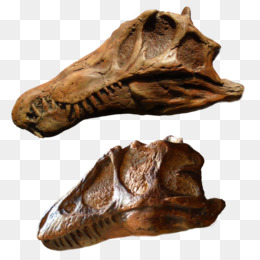 Albertosaurus Png Indir Ucretsiz Albertosaurus Tyrannosaurus Velociraptor Carcharodontosaurus Stygimoloch Tyrannosaurus Seffaf Png Goruntusu