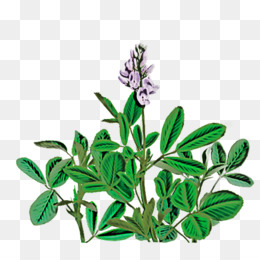 Adacayi Png Indir Ucretsiz Dugun Davetiyesi Lavender Stok Fotograf Kartpostal Lavanta Cicegi Seffaf Png Kucuk Resim Seffaf Png Goruntusu